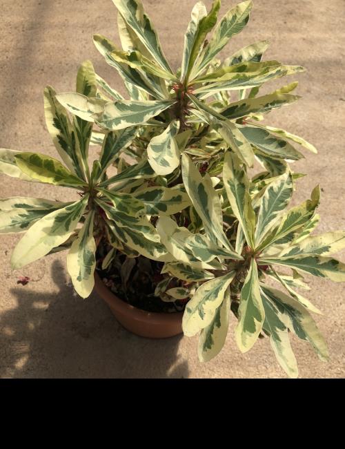 Euphorbia milii variegated