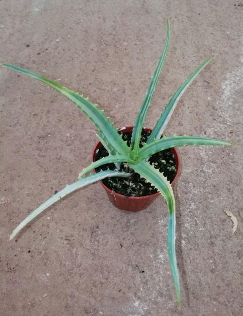 Aloe saponaria variegated