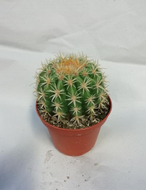 Echino cactus grusonii brevispinus